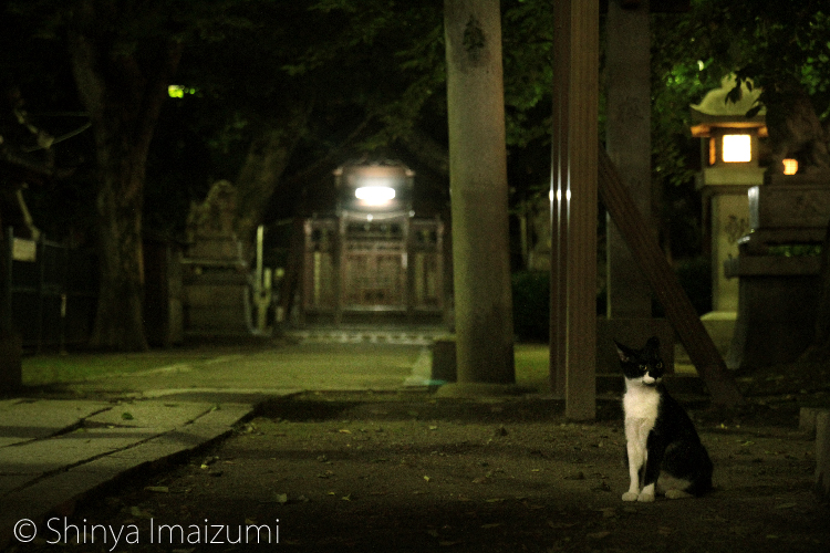 夜の街猫