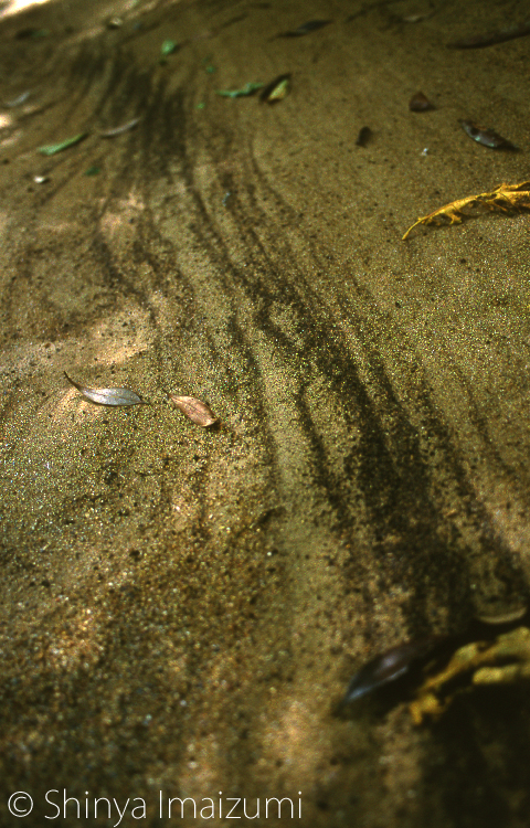 落ち葉は粉になり海へ