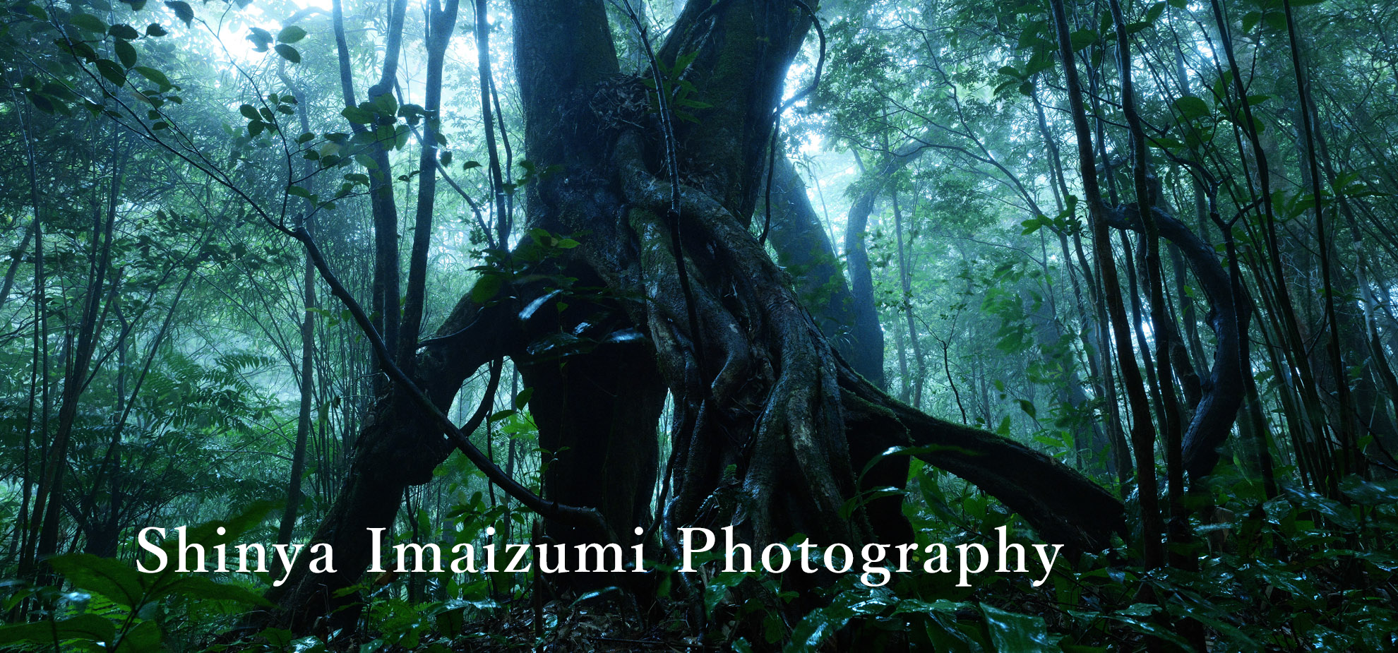 沖縄の写真家_今泉真也_世界遺産やんばる国立公園_雲霧林の樹pc用　中央左寄り文字入り